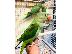 PoulaTo: Ήρεμο μωρό Alexdrain Talking Parrot.